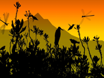 Free Nature Screensavers - Colibri Screensaver