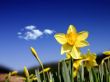 Beautiful daffodils Предпросмотр Обоев