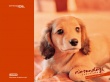 Ninten orange dog - dogs wallpaper
