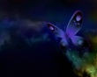 Blue butterfly - insects wallpaper