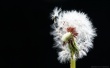 Dandelion Macro - plants wallpaper