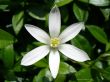 A white flower - flowers wallpaper