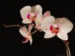 Late night orchids - flowers wallpaper