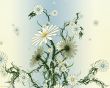 Nice white flowers - flowers wallpaper