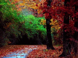 Autumn forest Обои
