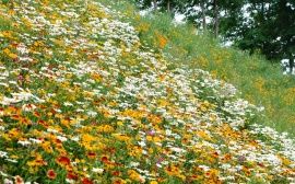 Glade Flowers Wallpaper