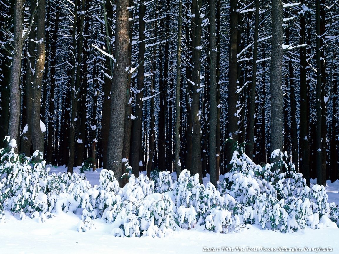 White pine trees - winter wallpaper