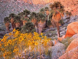 Brittlebush at Sunrise Обои