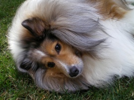 Sheltie Dog Обои