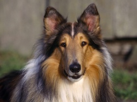 Collie Dog Обои