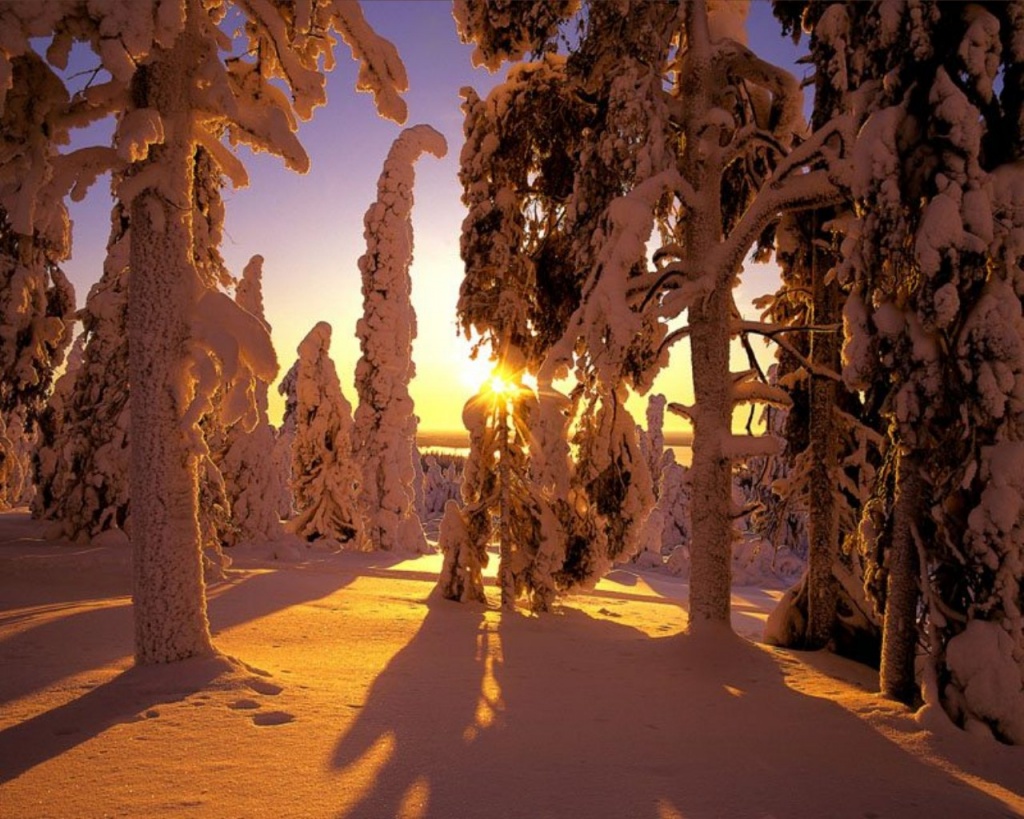 Winter forest view Wallpaper - SaversPlanet.com